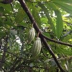 Theobroma cacao Frucht