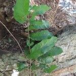 Pappea capensis Leaf