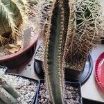 Cereus hildmannianus Hàbitat