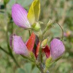 Lupinus stiversii 花