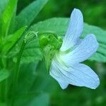 Viola elatior Flower