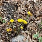 Tussilago farfaraപുഷ്പം