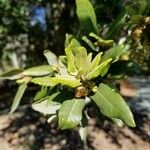 Quercus tomentella ফুল