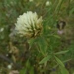 Trifolium ochroleuconFlower