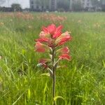 Castilleja indivisa Flor