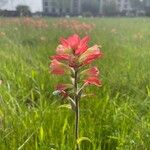 Castilleja indivisa Virág