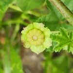 Malva parviflora Fruto