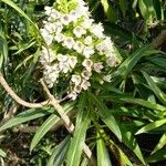 Echium virescens Foglia