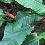 Heliconia bihai Virág