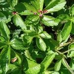 Potentilla nepalensis Leaf