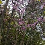 Cercis canadensisBlomst
