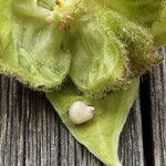 Abutilon theophrasti Annet