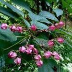 Clerodendrum trichotomum Flor