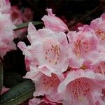 Rhododendron insigne Fiore