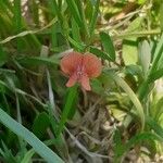 Lathyrus sphaericus Blüte