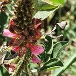 Indigofera schimperi 花