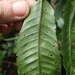 Bolbitis acrostichoides Leaf