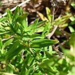 Thymus pannonicus Leaf