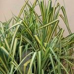 Phalaris arundinacea Feuille