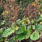 Ligularia dentata Leaf