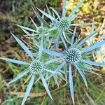 Eryngium amethystinum برگ