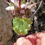 Moluccella spinosa Çiçek