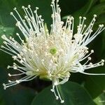 Sonneratia alba Flower