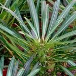 Pachypodium geayi Φύλλο