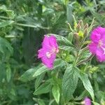 Epilobium hirsutumᱵᱟᱦᱟ