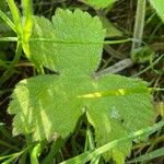 Ranunculus lanuginosus List