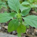 Euphorbia dentata Blad