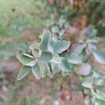 Spiraea trilobata Leaf