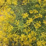 Cachrys sicula 花