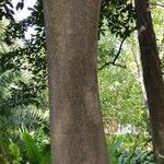 Elaeodendron orientale кора
