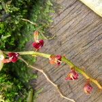 Bulbophyllum falcatum Çiçek