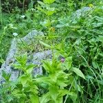 Epilobium alpestre Natur