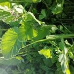 Erodium laciniatum Deilen