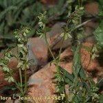 Callipeltis cucullaris Other