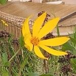 Helianthus tuberosusBloem