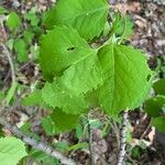 Populus grandidentata List