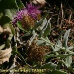 Centaurea jordaniana 花