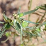 Euphorbia calyptrata Fruto