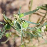 Euphorbia calyptrata Plod