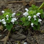 Lamium moschatum Flower