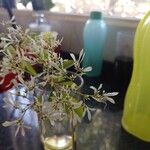 Euphorbia leucocephala Цветок