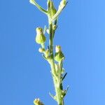 Dittrichia graveolens Flower