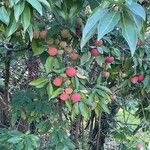 Cornus capitata Fruto