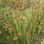 Juncus effususᱵᱟᱦᱟ