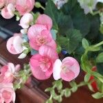 Begonia tuberhybrida Flower