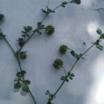 Medicago rigidula Likasa